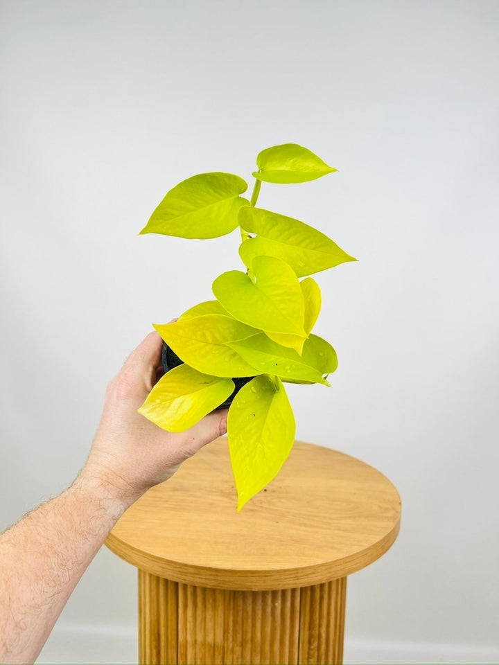 Epipremnum Aureum - Goldilocks | Uprooted