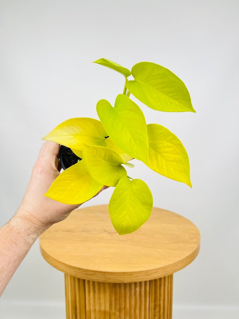 Epipremnum Aureum - Goldilocks | Uprooted