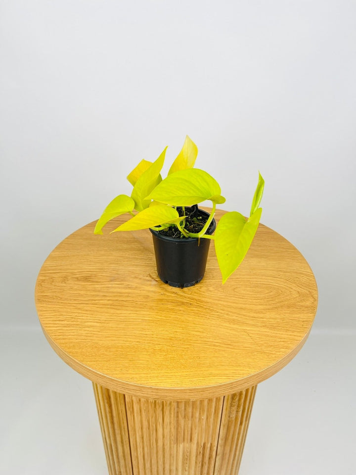 Epipremnum Aureum - Goldilocks | Uprooted