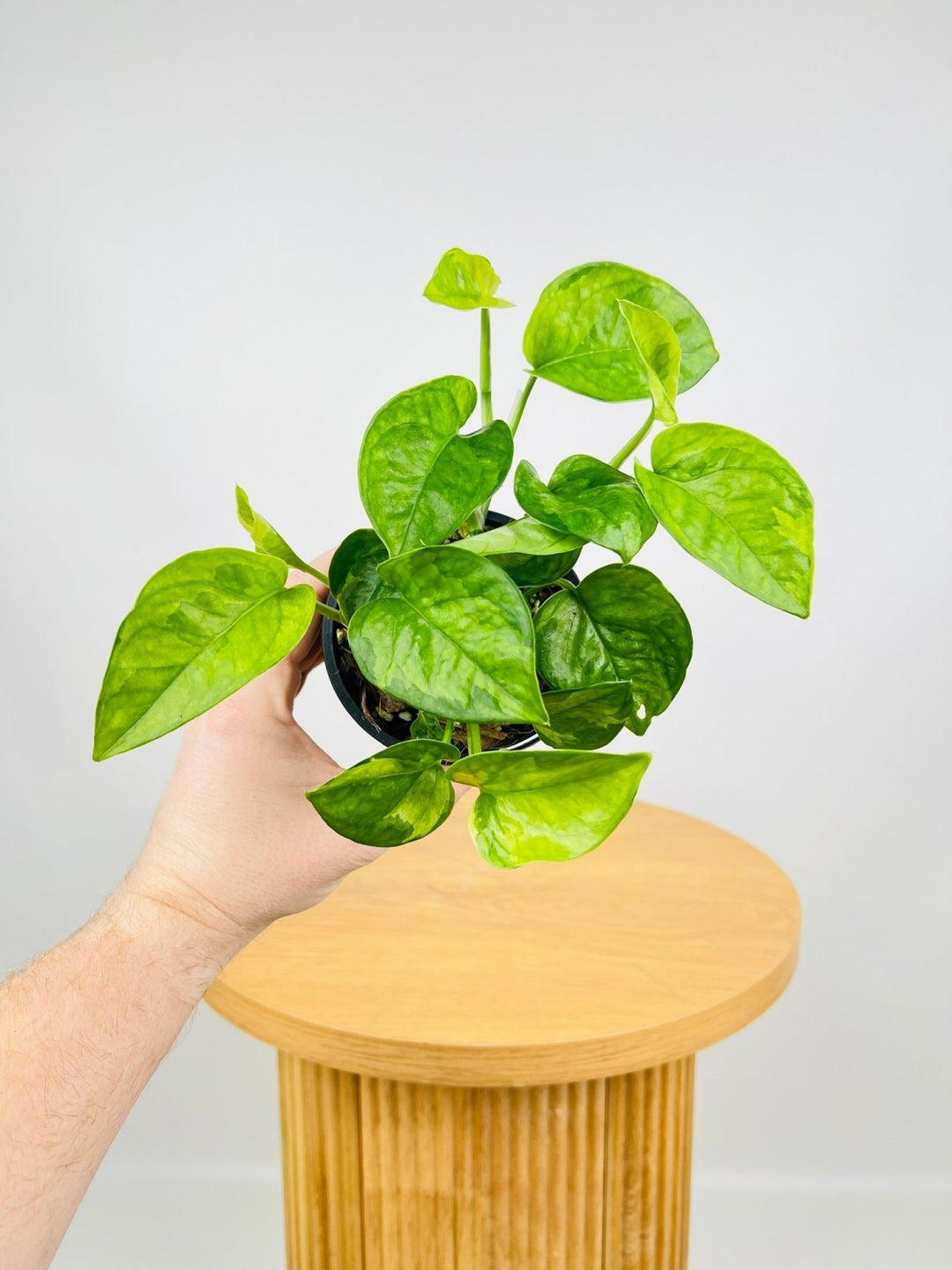 Epipremnum Aureum - Green Queen | Uprooted