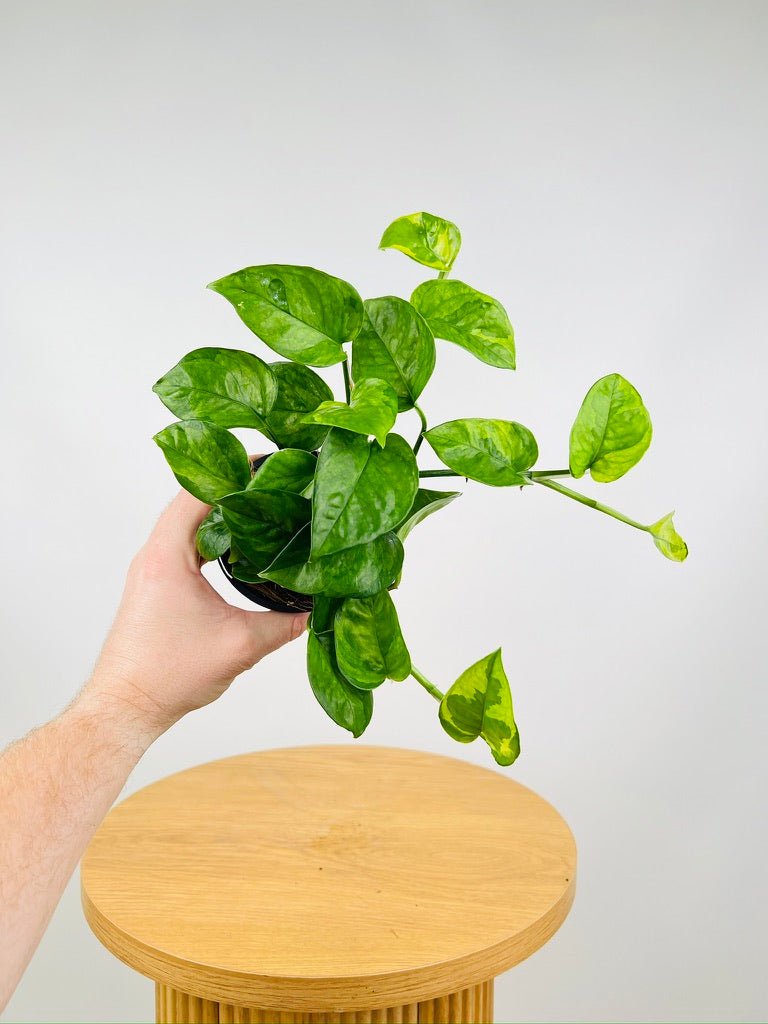 Epipremnum Aureum - Green Queen | Uprooted