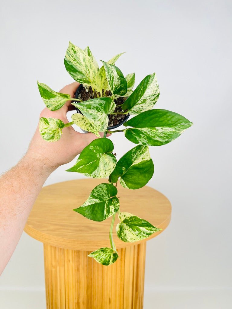 Epipremnum Aureum - Marble Queen | Uprooted