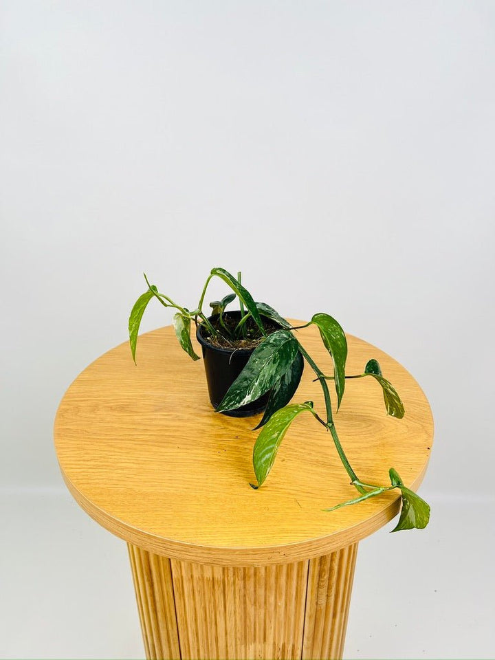 Epipremnum Pinnatum Variegated | Uprooted