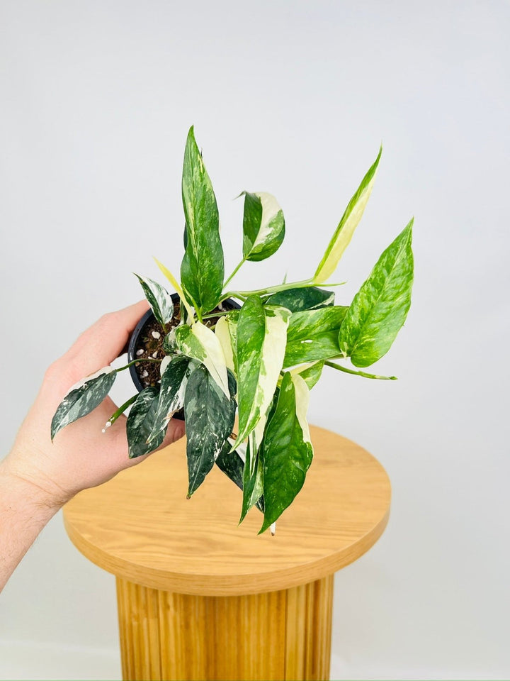 Epipremnum Pinnatum Variegated | Uprooted