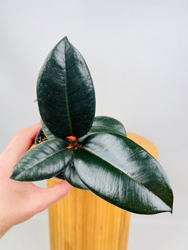 Ficus Elastica Burgundy | Uprooted