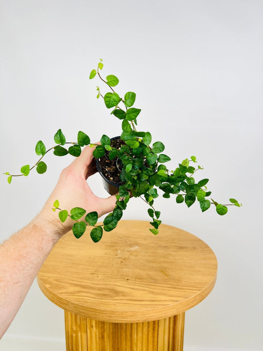 Ficus Pumila Creeping Fig - Green | Uprooted