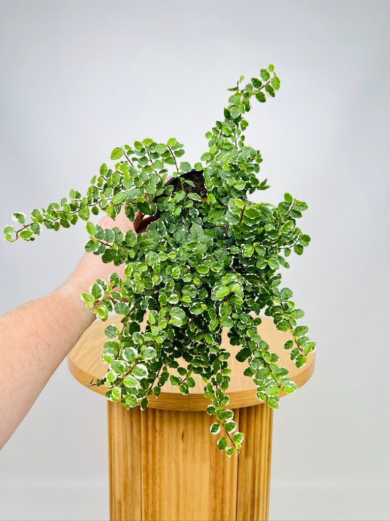 Ficus Pumila Creeping Fig Variagated | Uprooted