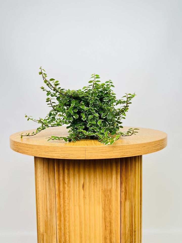 Ficus Pumila Creeping Fig Variagated | Uprooted