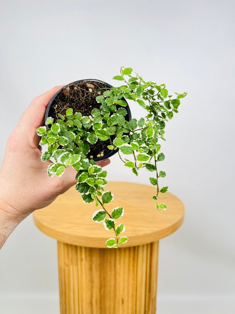 Ficus Pumila Creeping Fig Variagated | Uprooted