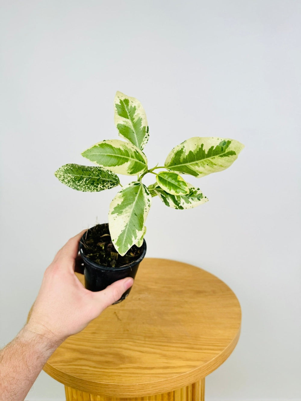 Ficus Rubiginosa Variegata | Uprooted