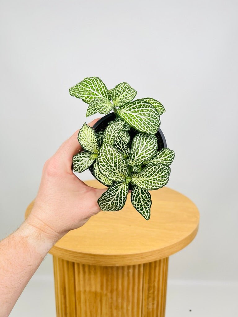 Fittonia Albivenis - White Anne | Uprooted