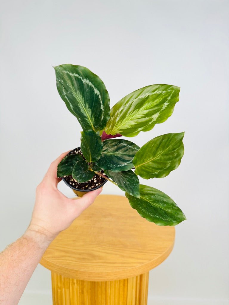 Goeppertia [Calathea] Anaconda Green | Uprooted