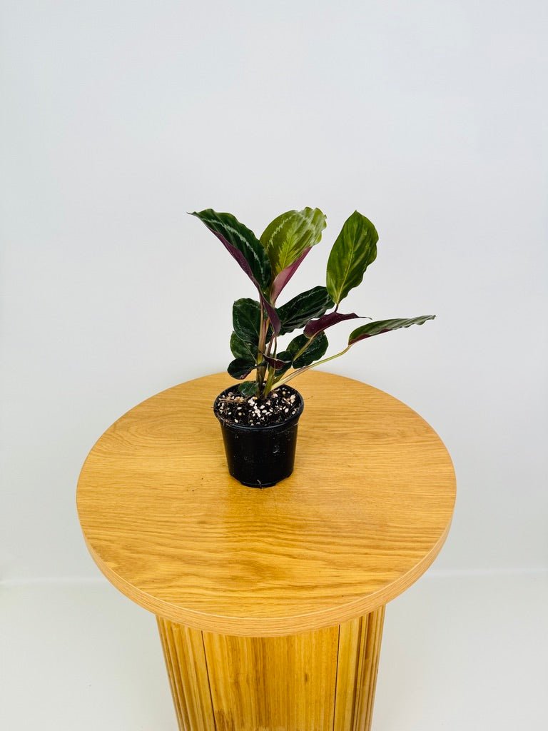 Goeppertia [Calathea] Anaconda Green | Uprooted