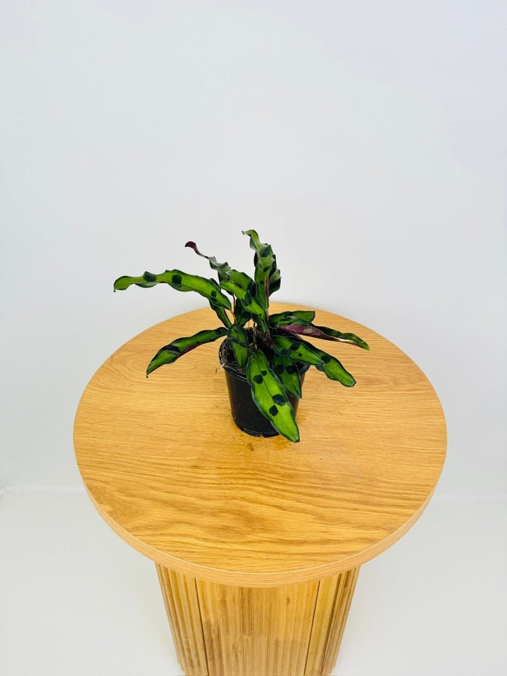 Goeppertia [Calathea] Insignis Sport | Uprooted