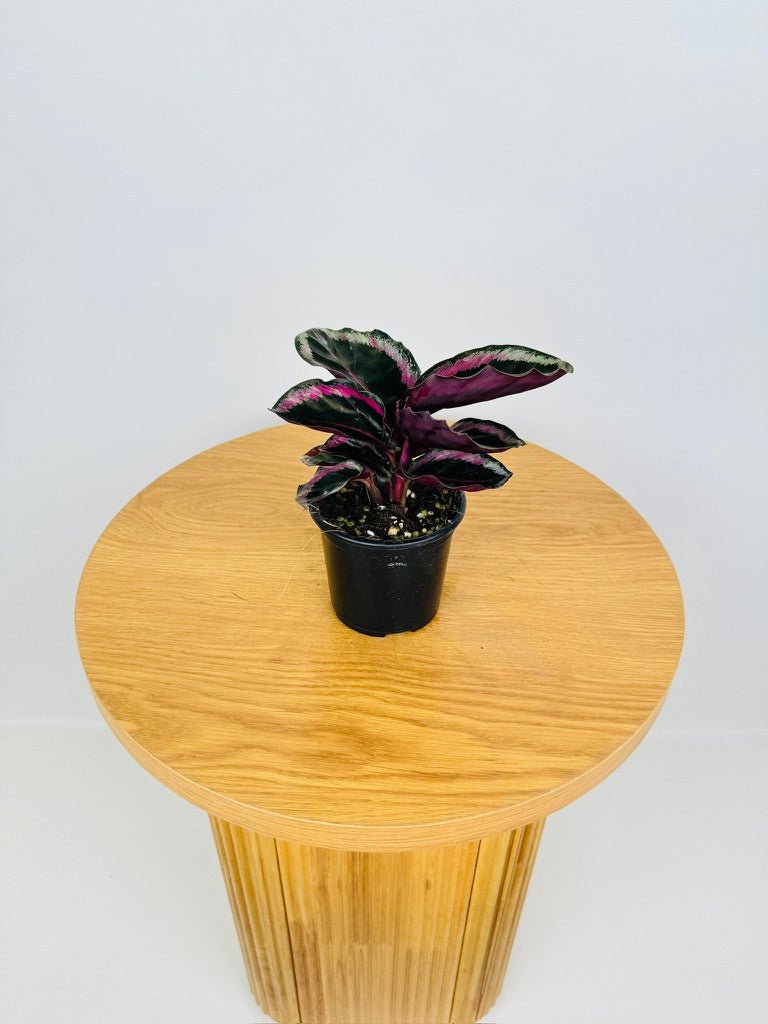 Goeppertia [Calathea] Roseopicta Angela | Uprooted