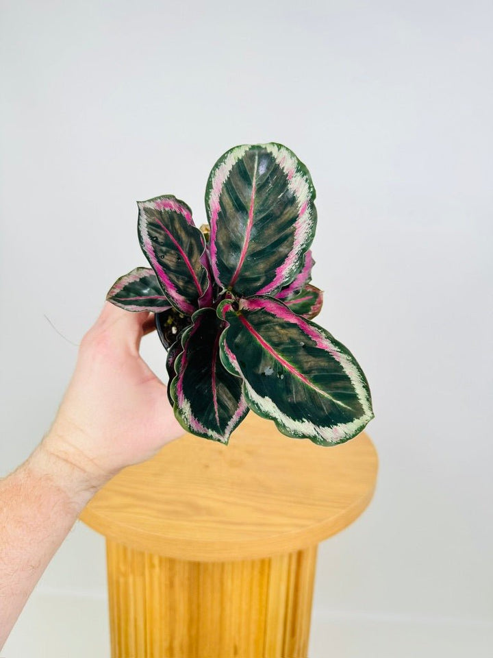 Goeppertia [Calathea] Roseopicta Angela | Uprooted