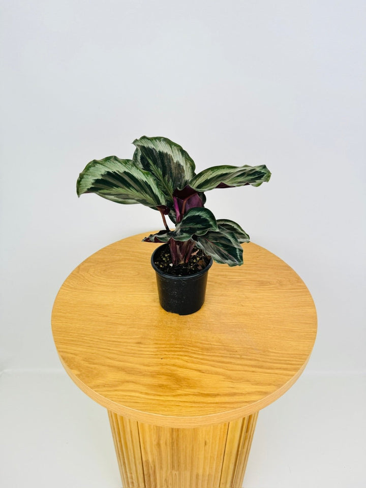 Goeppertia [Calathea] Roseopicta - Shinestar | Uprooted