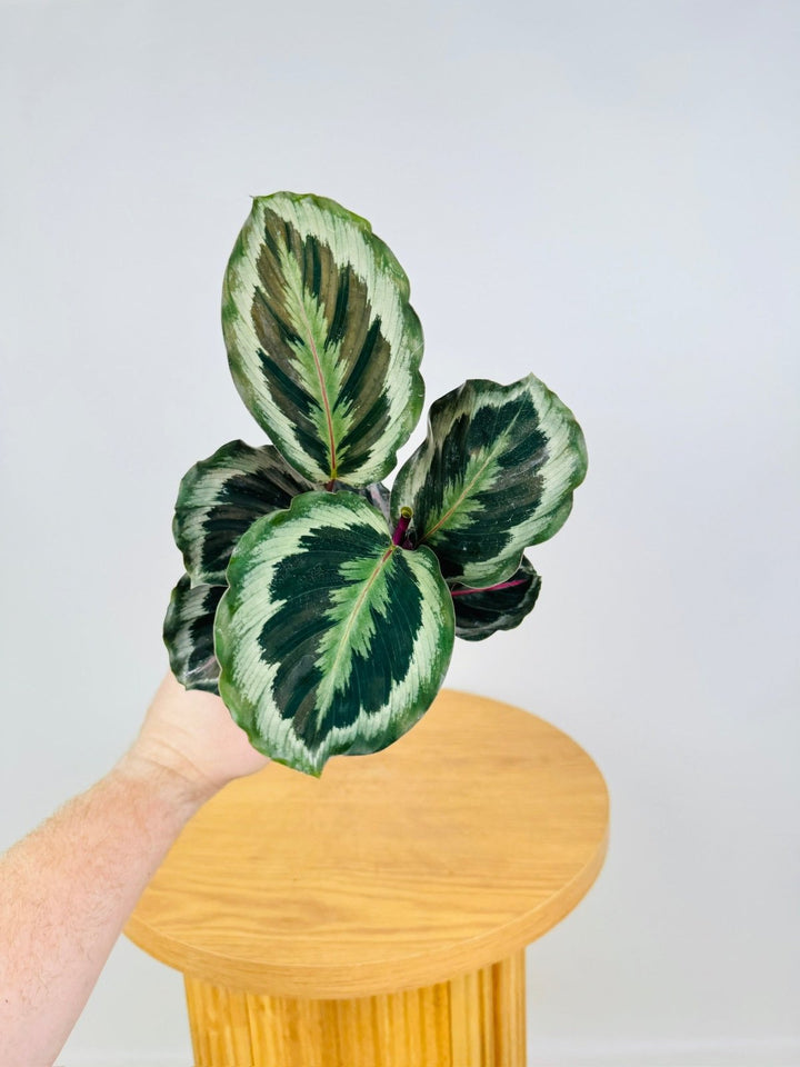 Goeppertia [Calathea] Roseopicta - Shinestar | Uprooted