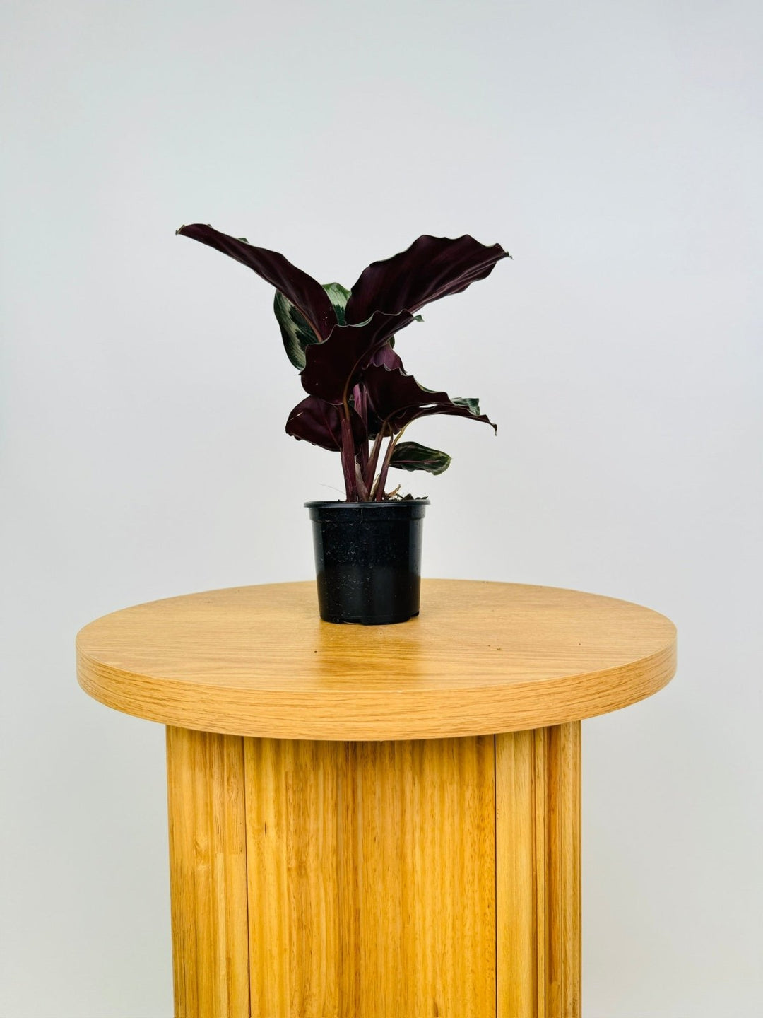 Goeppertia [Calathea] Roseopicta - Shinestar | Uprooted