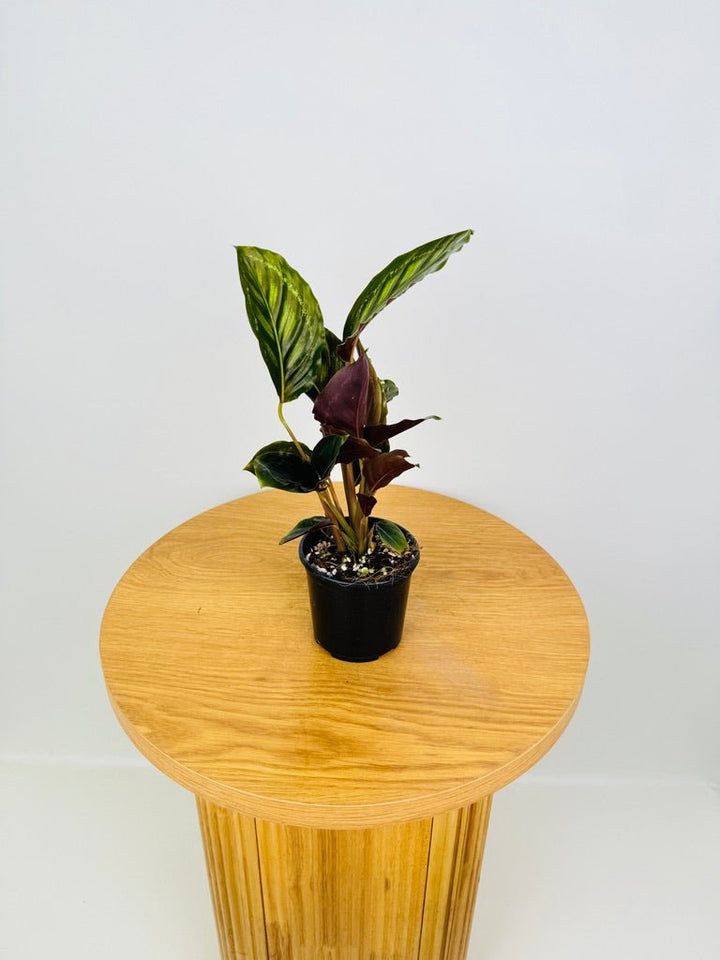 Goeppertia [Calathea] Veitchiana - Flamestar | Uprooted