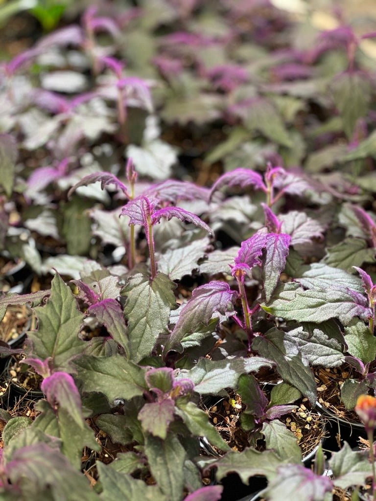 Gynura Aurantiaca - Purple Velvet | Uprooted