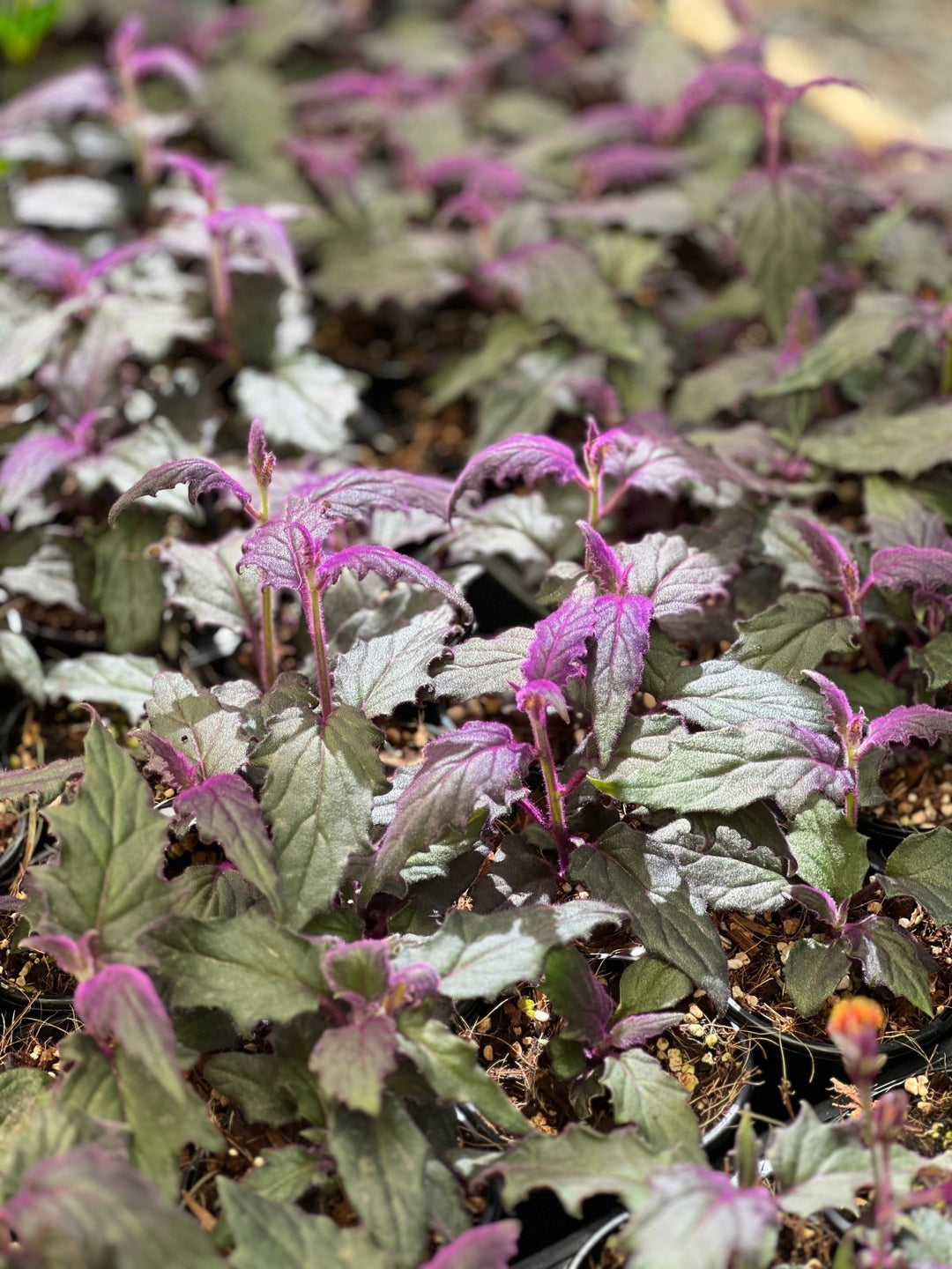 Gynura Aurantiaca - Purple Velvet | Uprooted