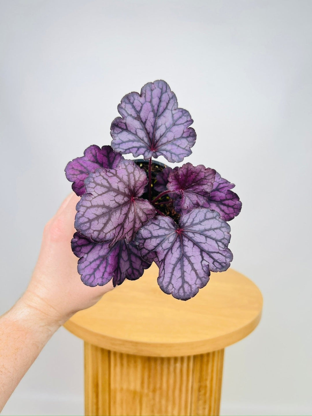 Heuchera Forever Purple | Uprooted