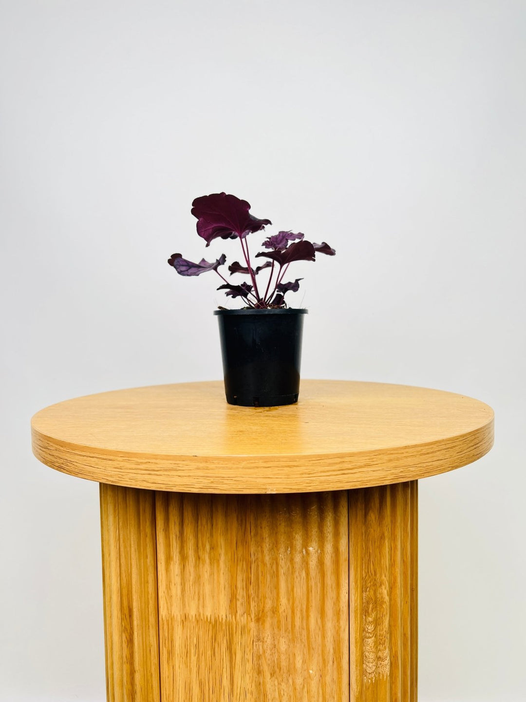 Heuchera Forever Purple | Uprooted