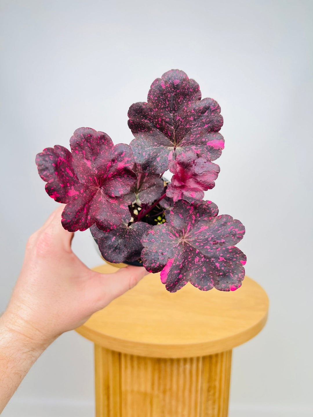 Heuchera Midnight Rose | Uprooted