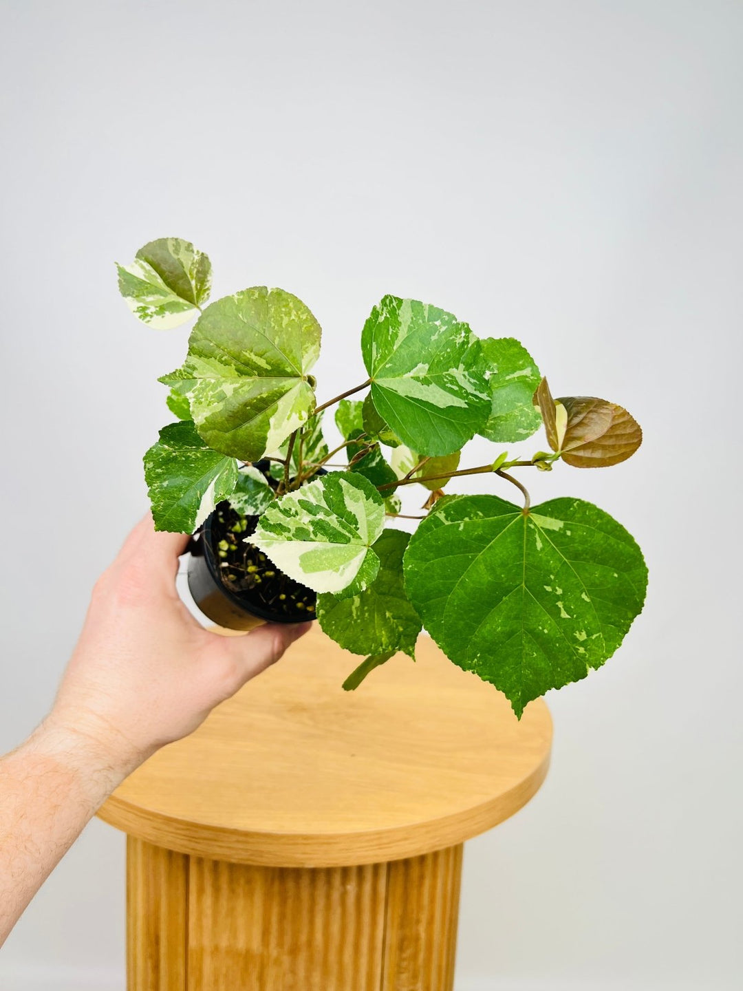 Hibiscus Tiliaceus Variegata | Uprooted