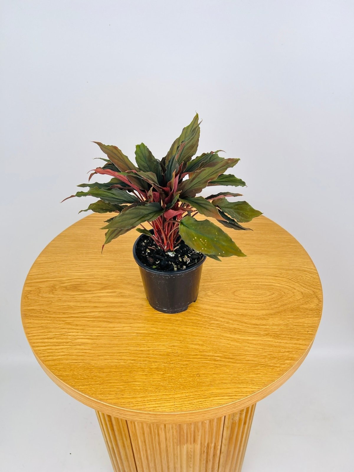 Homalomena Humilis Dark Form | Uprooted | Buy Plants Online Australia