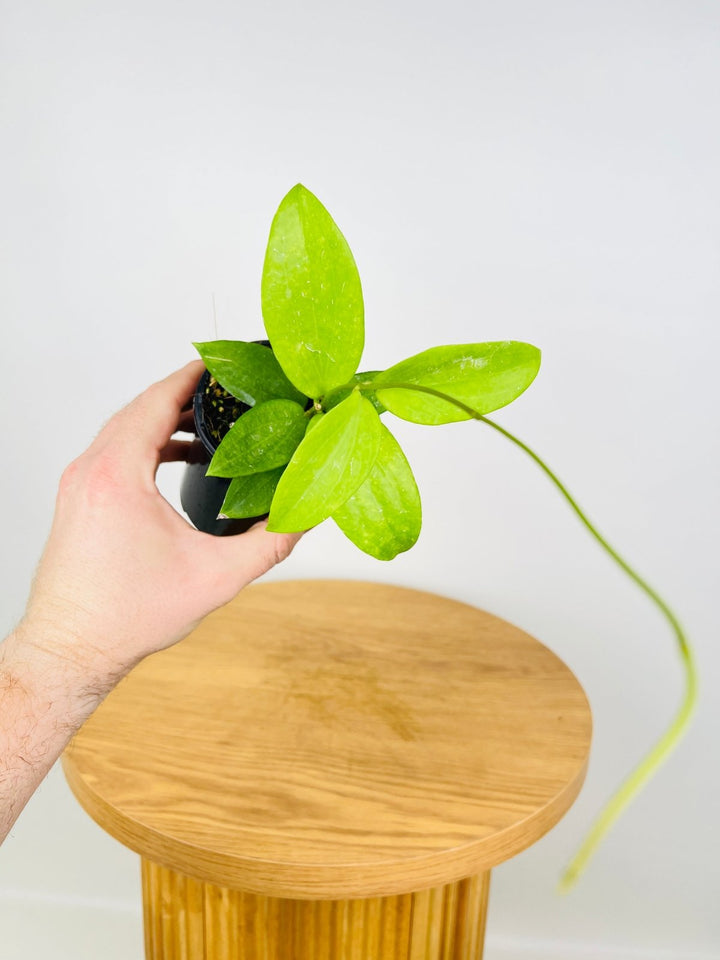 Hoya Aldrichii | Uprooted