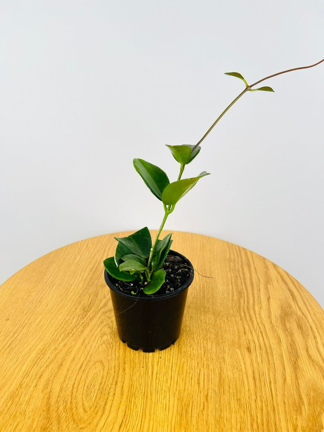 Hoya Australis | Uprooted