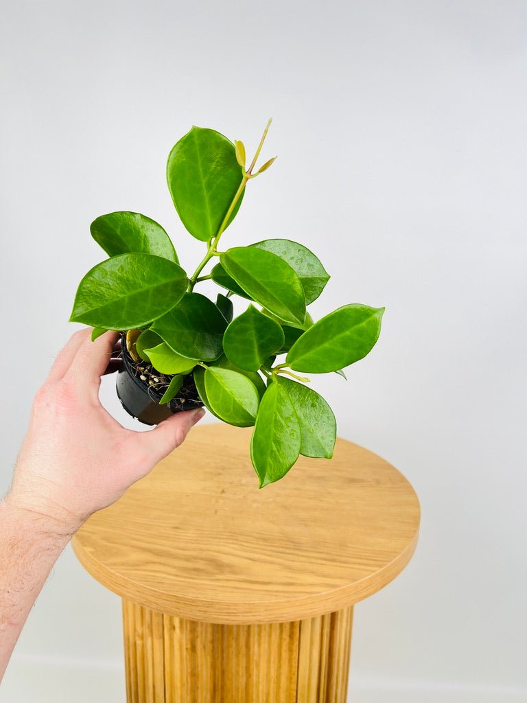 Hoya Australis | Uprooted