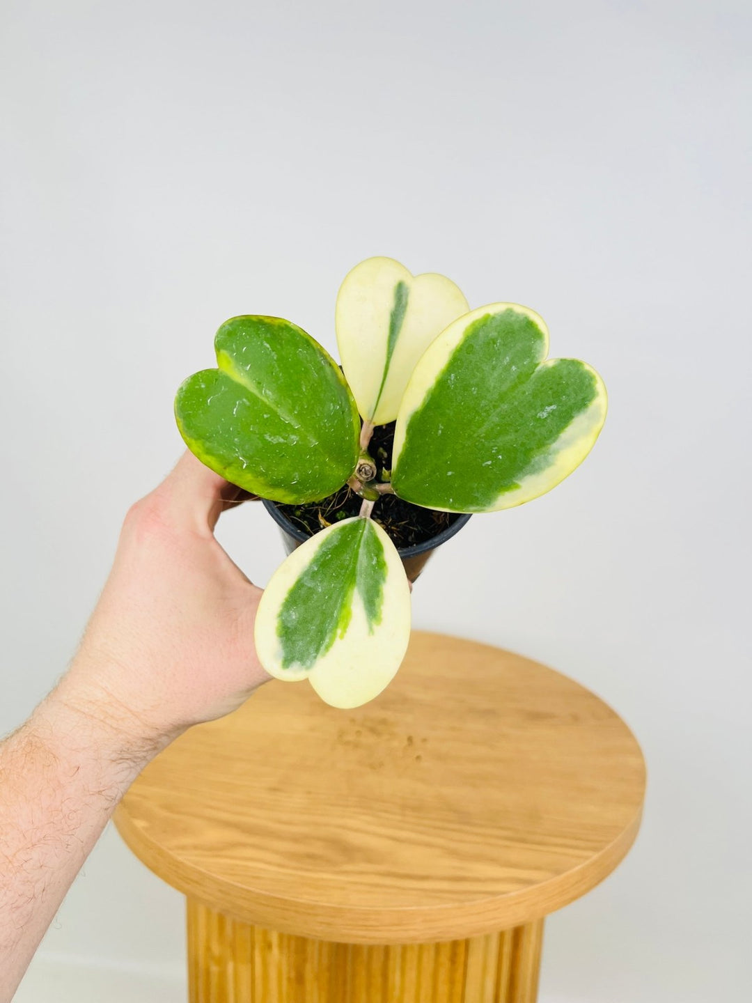 Hoya Kerrii Albomarginata | Uprooted