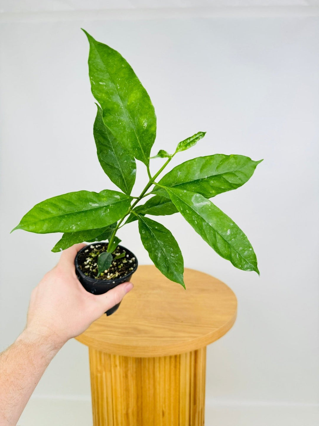 Hoya Multiflora - Shooting Star | Uprooted