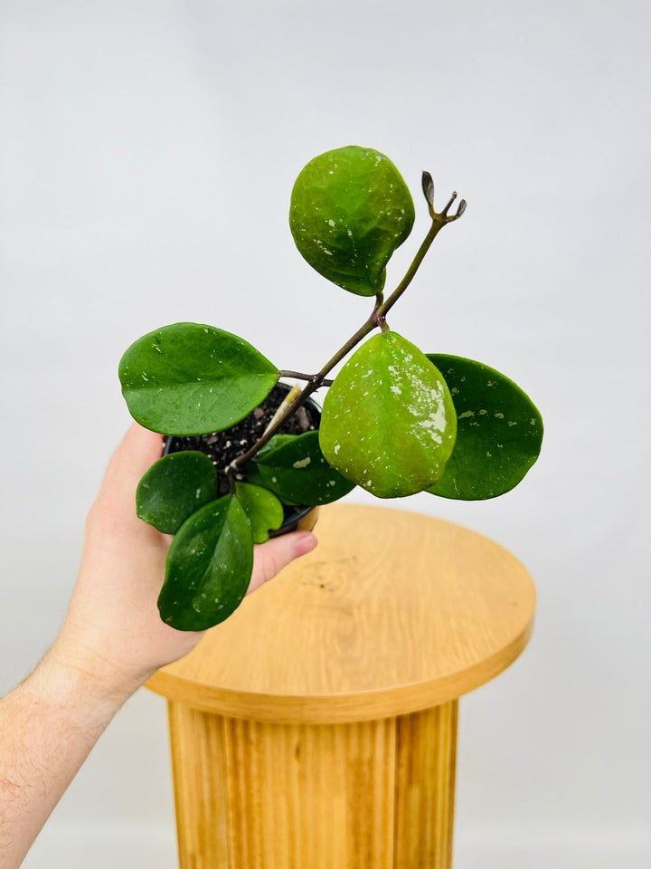 Hoya Obovata | Uprooted