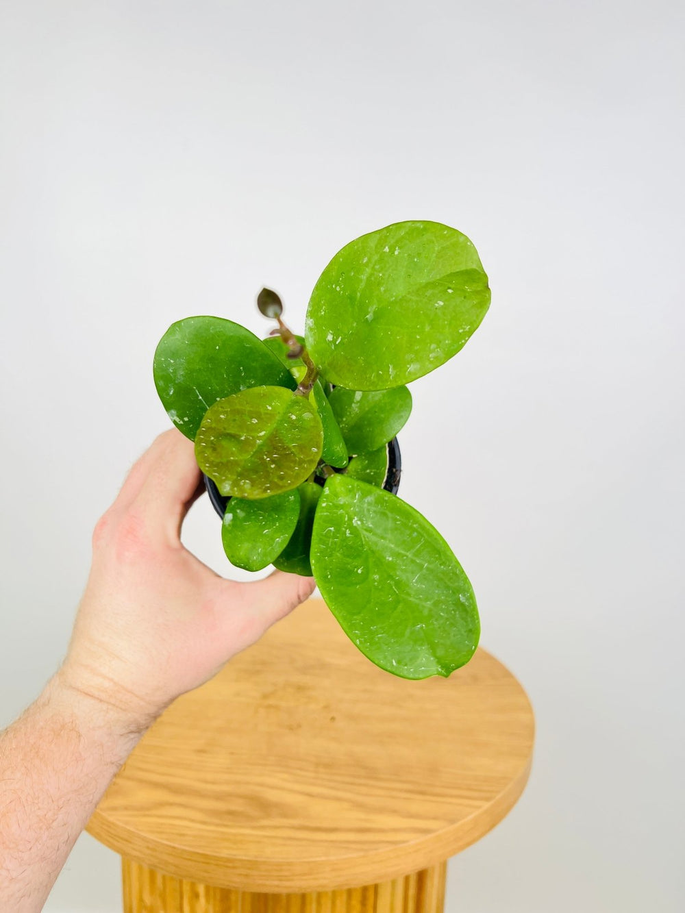 Hoya Obovata | Uprooted