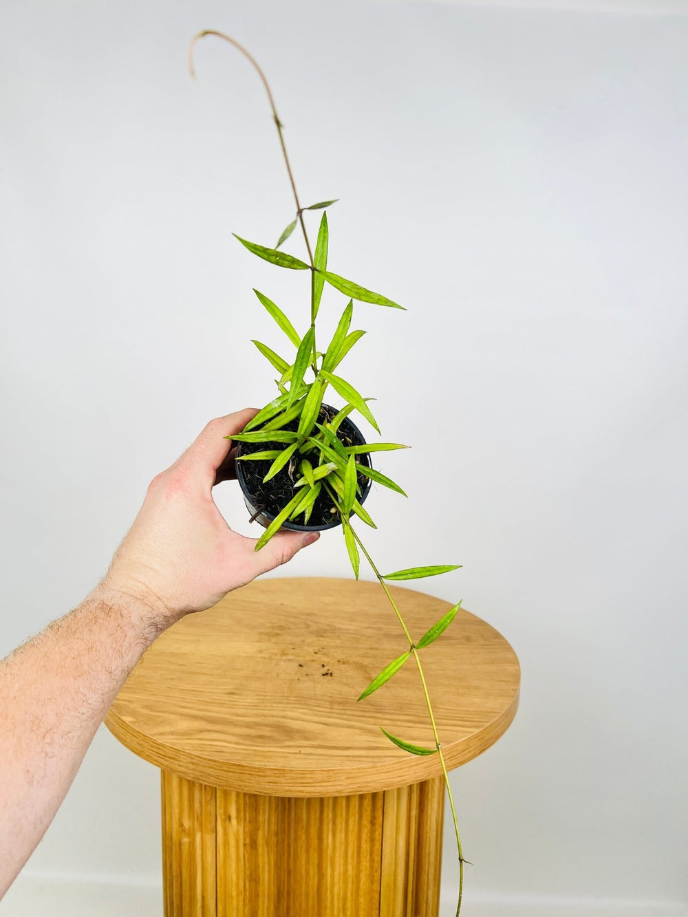 Hoya Pauciflora | Uprooted