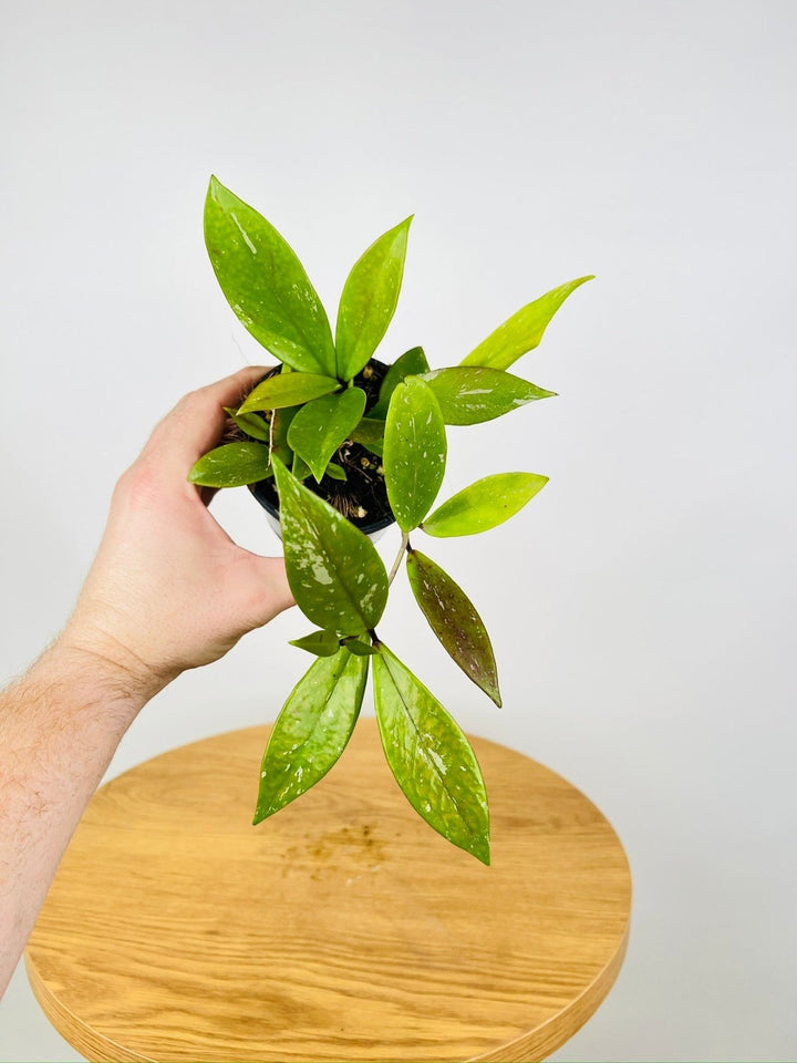 Hoya Pubicalyx Black | Uprooted