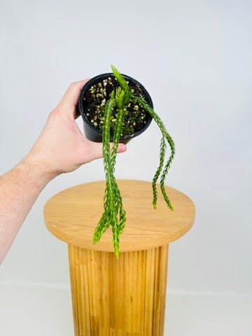 Huperzia Carinatum - Philippine Blue Rat Tail Tassel Fern | Uprooted