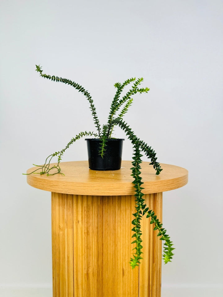 Huperzia Phlegmaria - Fiji Dark Black Stem Tassel Fern | Uprooted