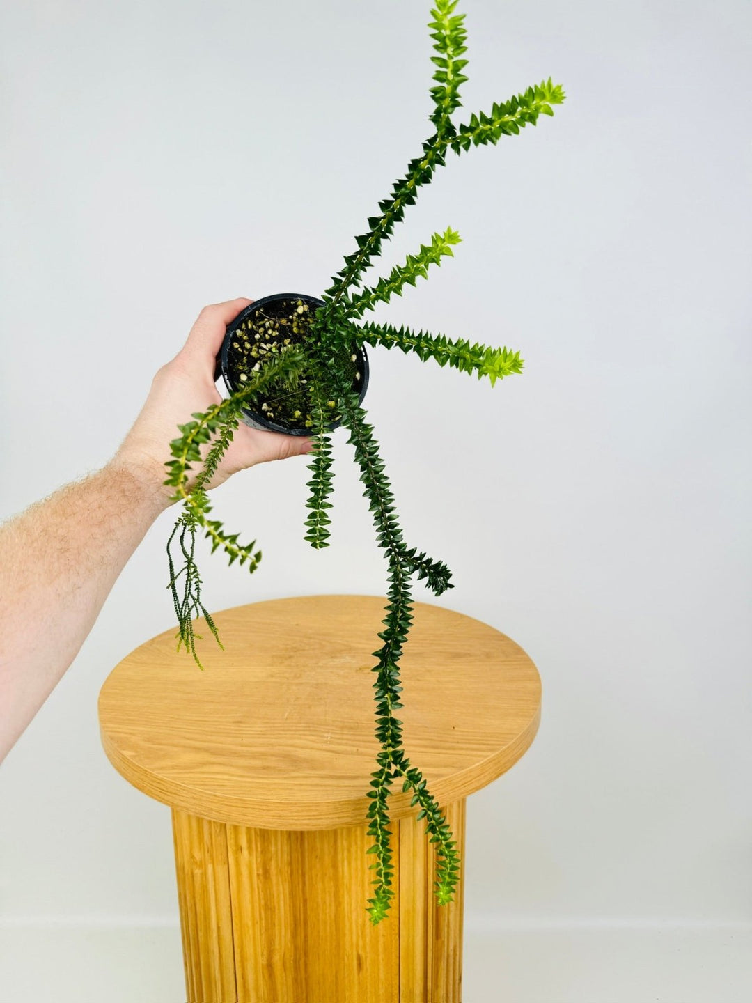 Huperzia Phlegmaria - Fiji Dark Black Stem Tassel Fern | Uprooted