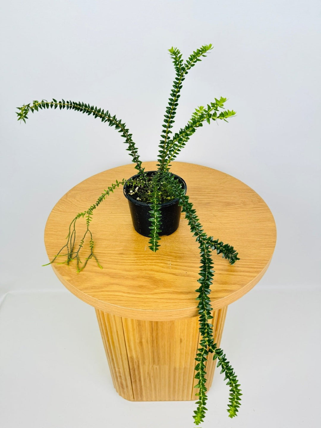 Huperzia Phlegmaria - Fiji Dark Black Stem Tassel Fern | Uprooted