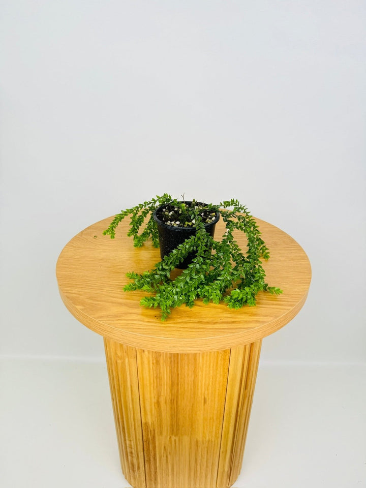 Huperzia Phlegmaria - Philippine Black Stem Tassel Fern | Uprooted