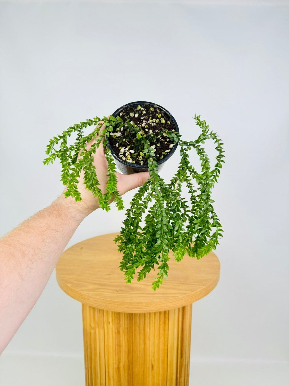 Huperzia Phlegmaria - Philippine Black Stem Tassel Fern | Uprooted