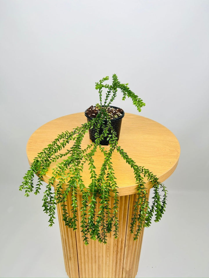 Huperzia Phlegmaria Phillipine Black Stem Tassel Fern | Uprooted