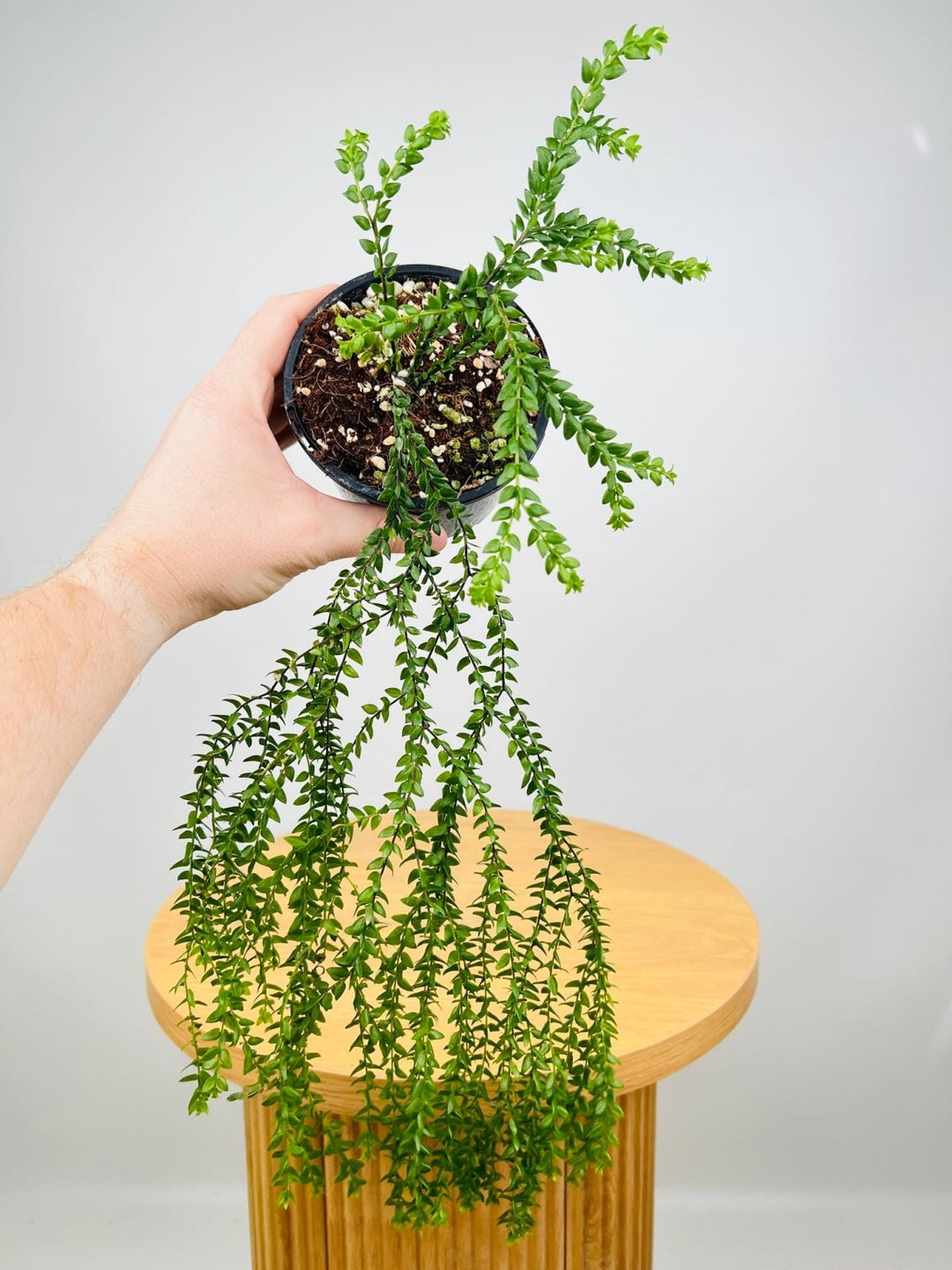 Huperzia Phlegmaria Phillipine Black Stem Tassel Fern | Uprooted