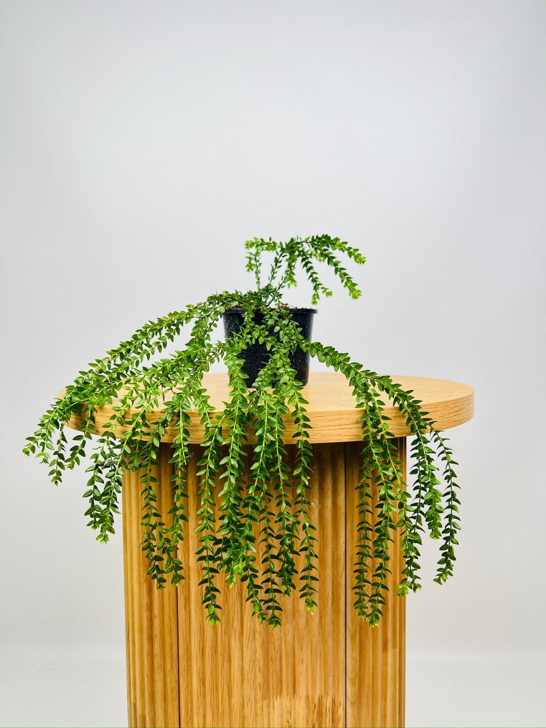 Huperzia Phlegmaria Phillipine Black Stem Tassel Fern | Uprooted