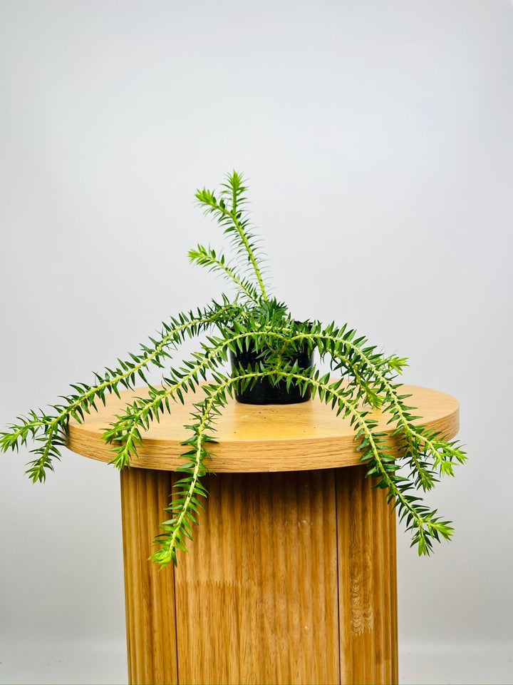 Huperzia Phlegmaria Phillipine Coarse Tassel Fern | Uprooted